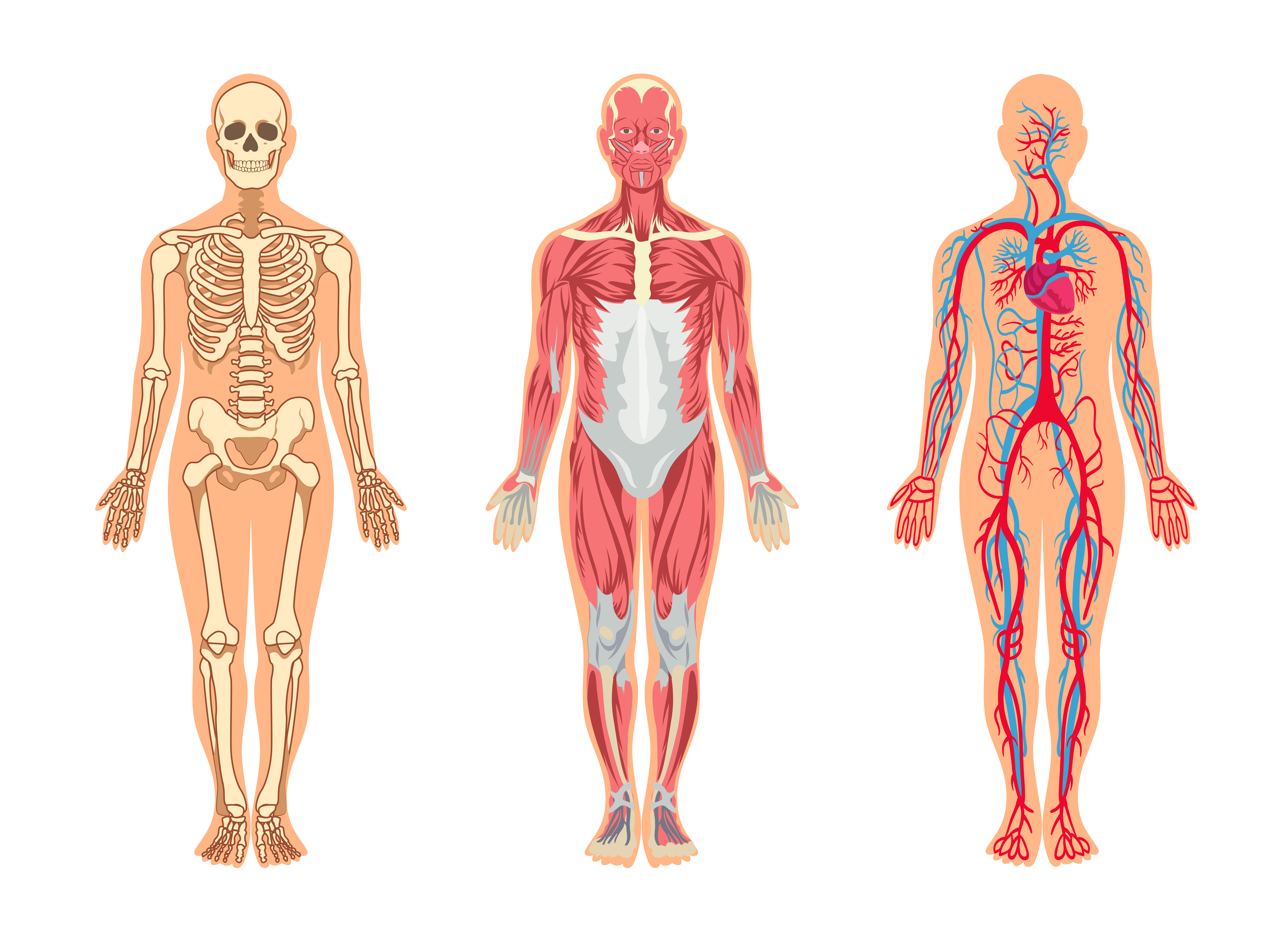 Anatomy